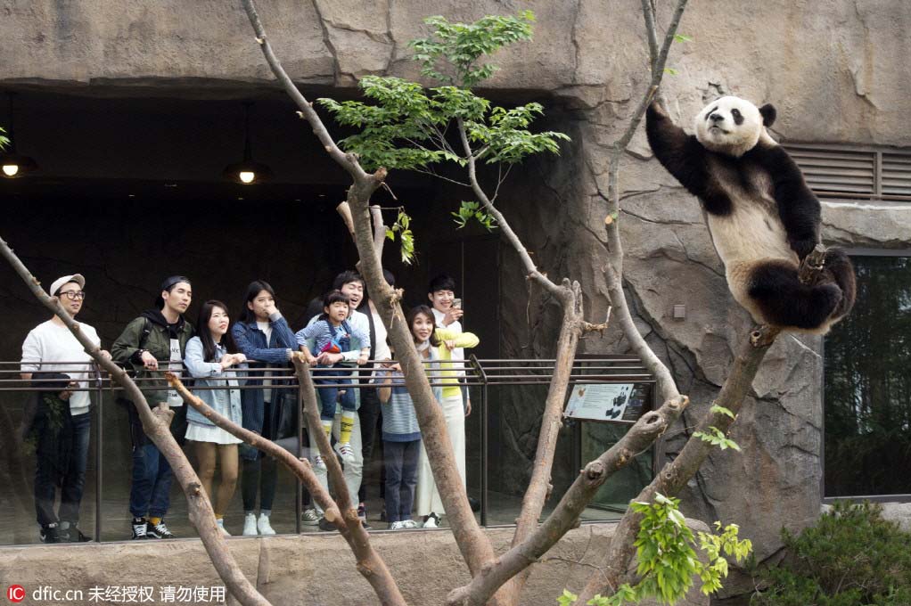 Les pandas offerts par la Chine à la Corée du Sud bient?t présentés au public