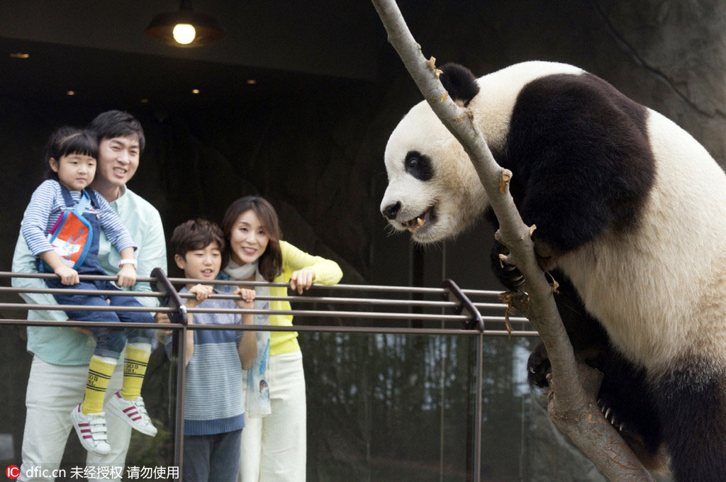 Les pandas offerts par la Chine à la Corée du Sud bient?t présentés au public