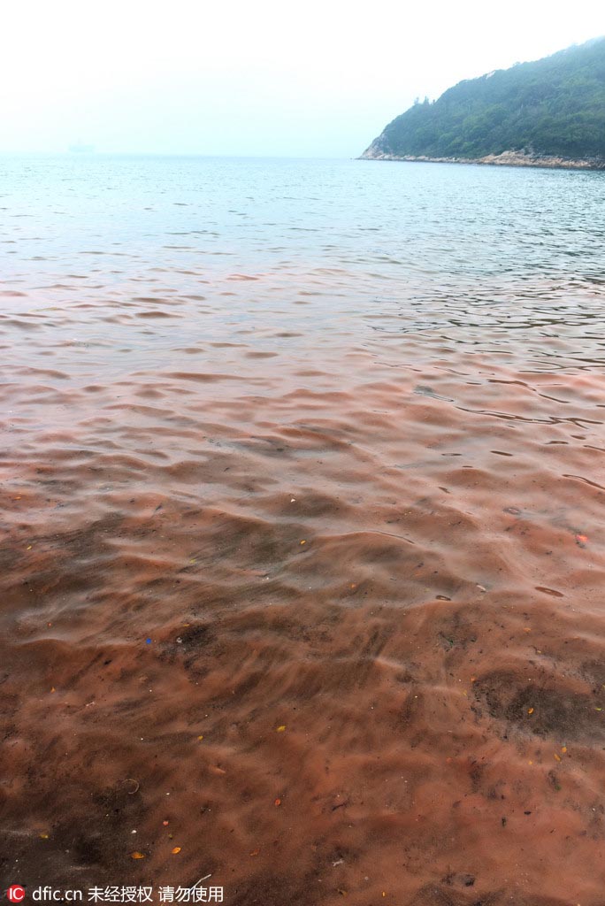 Apparition d'un paysage d'eaux mi-phosphorescentes mi-brun-rouge sur les c?tes de Shenzhen