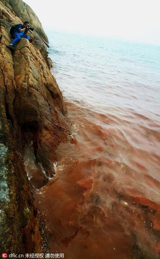 Apparition d'un paysage d'eaux mi-phosphorescentes mi-brun-rouge sur les c?tes de Shenzhen