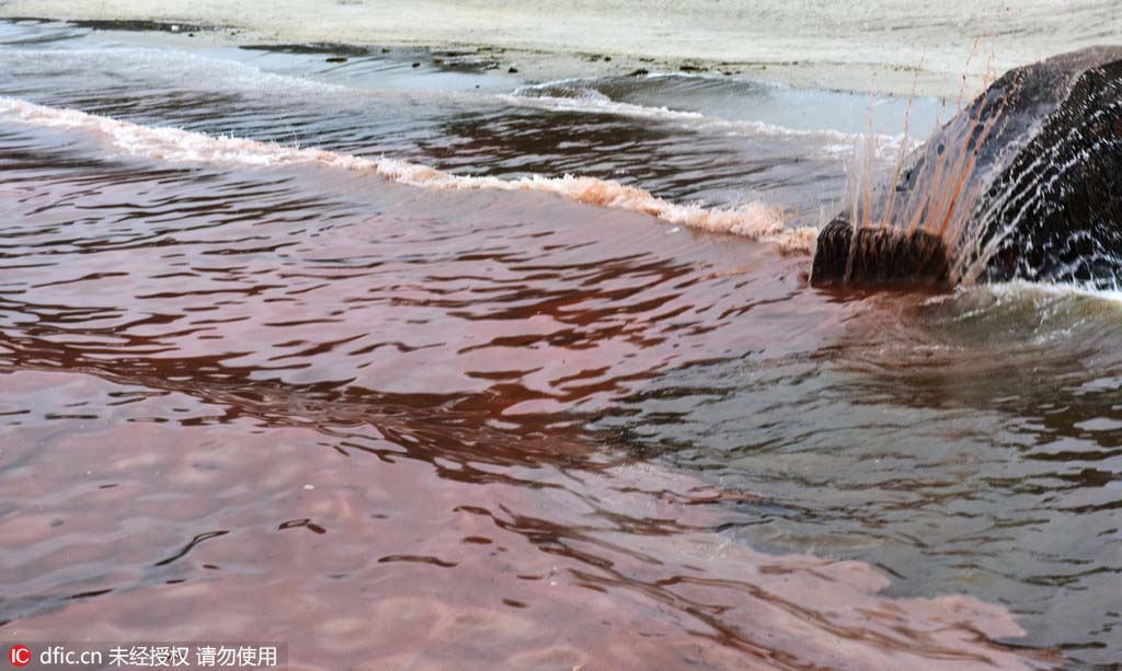 Apparition d'un paysage d'eaux mi-phosphorescentes mi-brun-rouge sur les c?tes de Shenzhen