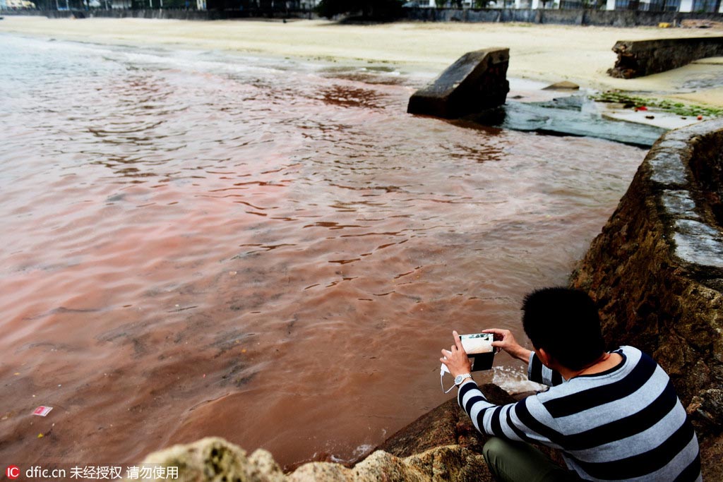 Apparition d'un paysage d'eaux mi-phosphorescentes mi-brun-rouge sur les c?tes de Shenzhen