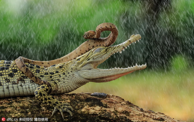 Un photographe saisit un serpent en train de faire du ? crocodile-stop ?