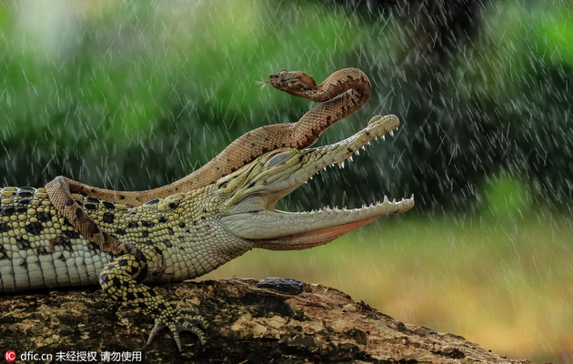 Un photographe saisit un serpent en train de faire du ? crocodile-stop ?