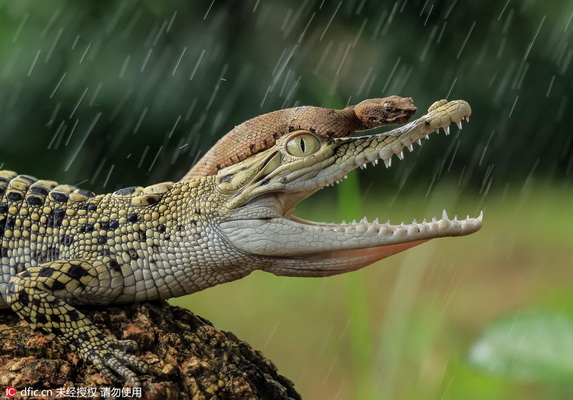 Un photographe saisit un serpent en train de faire du ? crocodile-stop ?