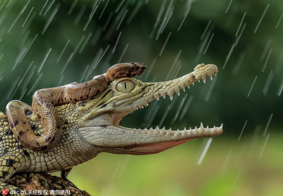 Un photographe saisit un serpent en train de faire du ? crocodile-stop ?