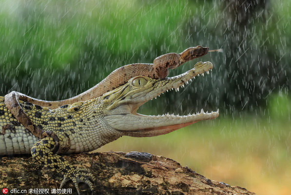 Un photographe saisit un serpent en train de faire du ? crocodile-stop ?