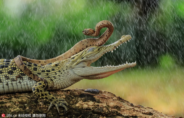 Un photographe saisit un serpent en train de faire du ? crocodile-stop ?