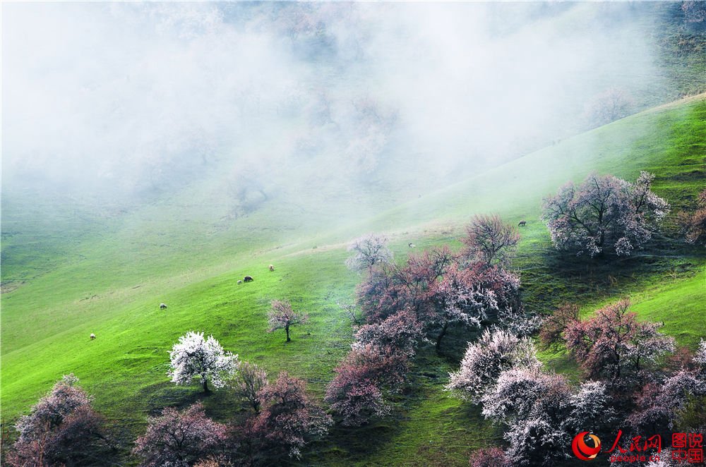 Xinjiang : la vallée des fleurs d’abricotier