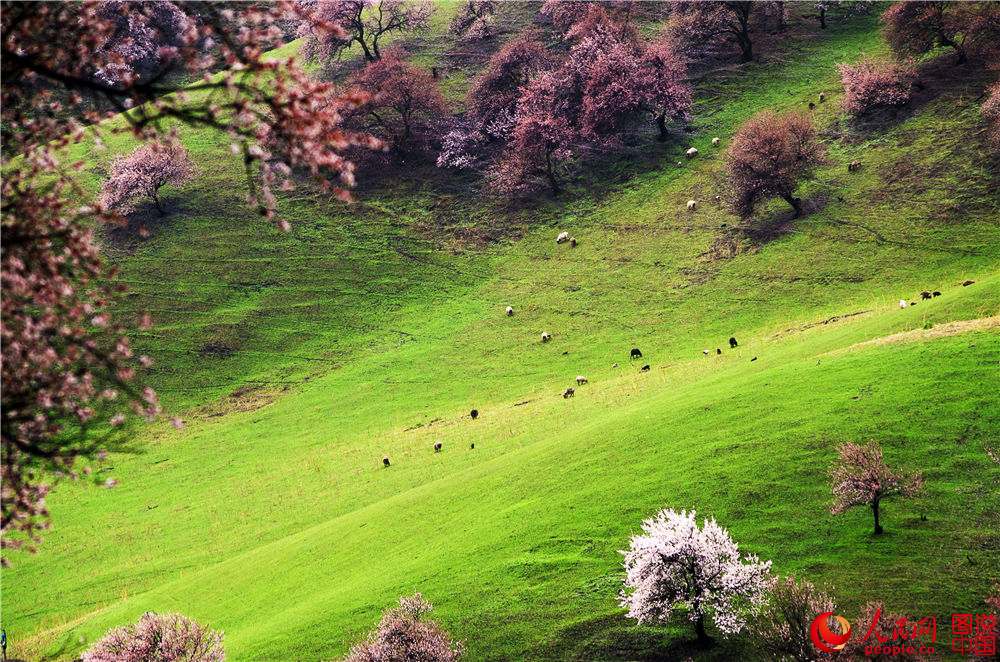 Xinjiang : la vallée des fleurs d’abricotier