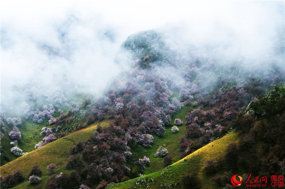 Xinjiang : la vallée des fleurs d’abricotier