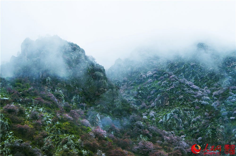 Xinjiang : la vallée des fleurs d’abricotier