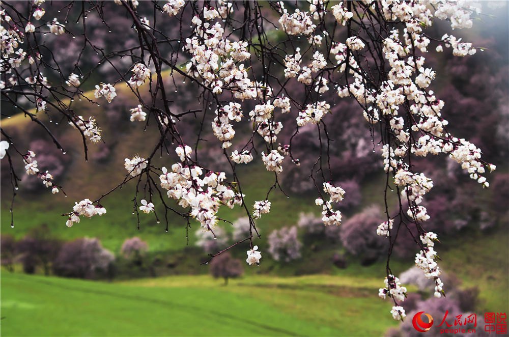 Xinjiang : la vallée des fleurs d’abricotier