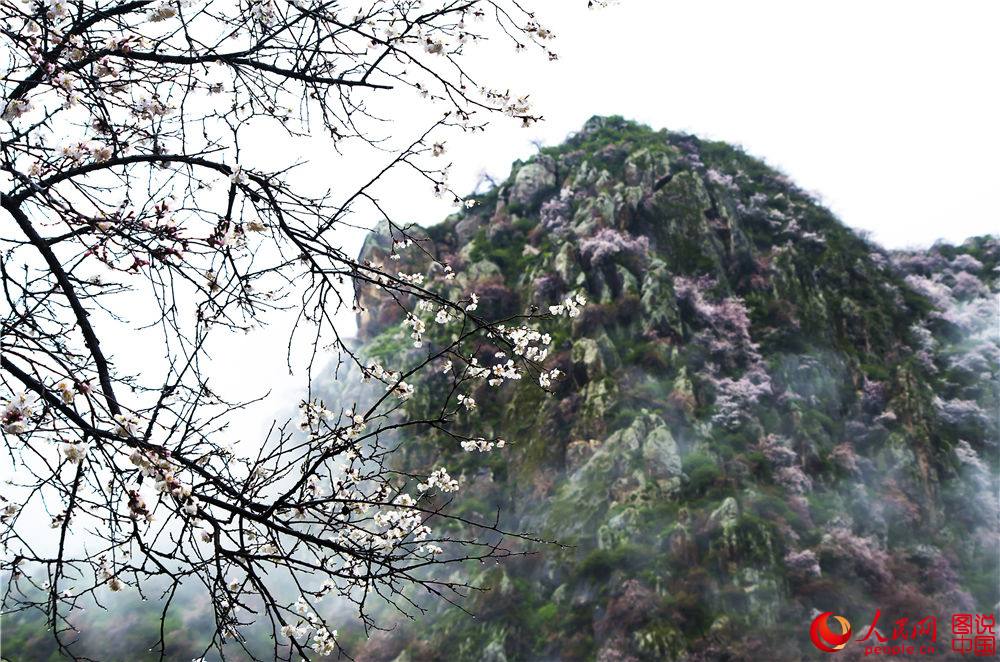 Xinjiang : la vallée des fleurs d’abricotier