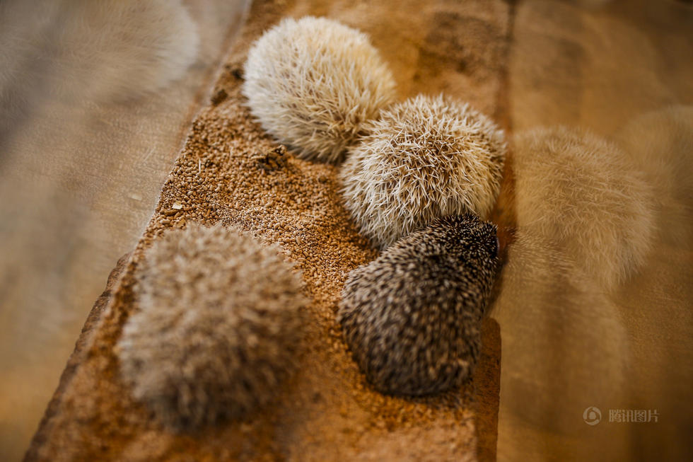 Tokyo : ouverture d'un restaurant sur le thème de l'hérisson