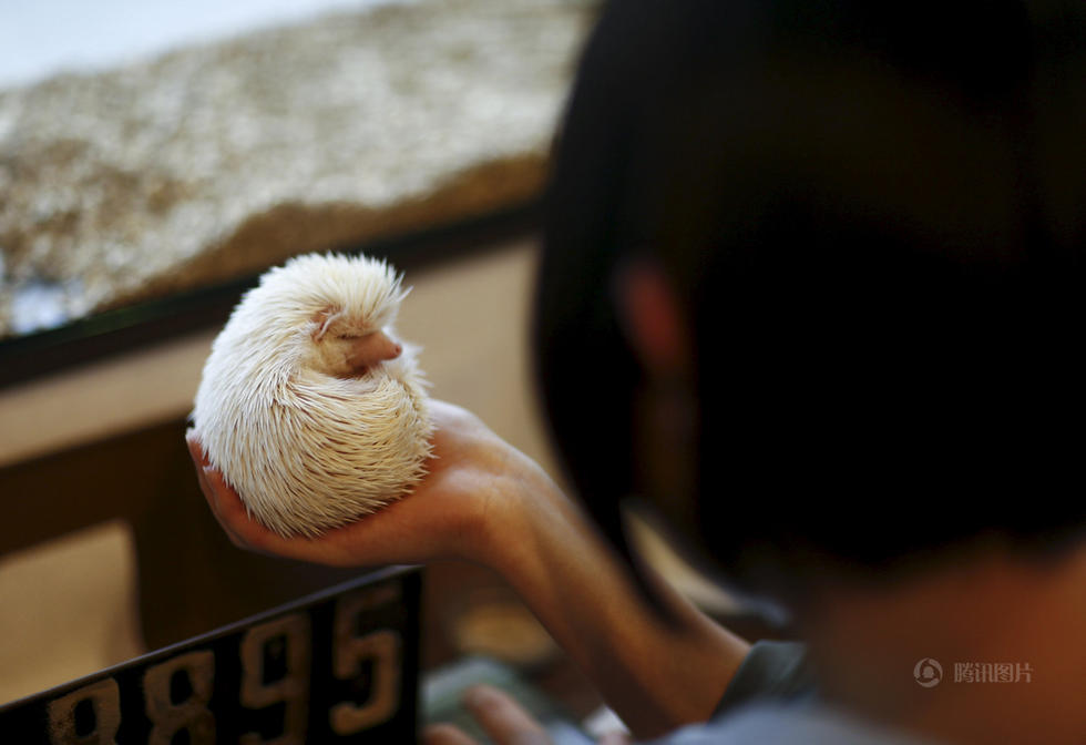 Tokyo : ouverture d'un restaurant sur le thème de l'hérisson