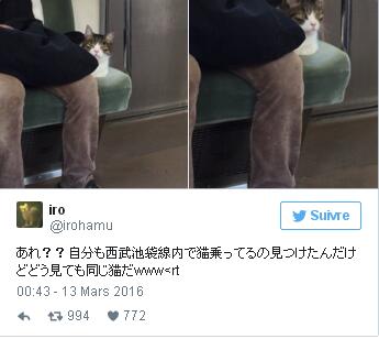 Tokyo : un chat prend seul le train tous les jours