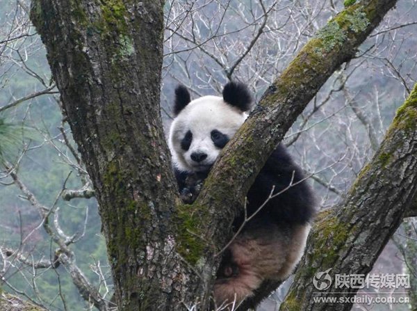 L'amour des pandas géants : un supplice dans l'attente...