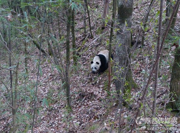 L'amour des pandas géants : un supplice dans l'attente...