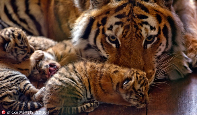 13 petits en trois ans ! Une tigresse de Sibérie d'un parc de Shenyang devient une ? Mère héro?que ?