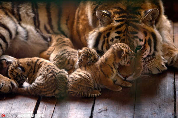 13 petits en trois ans ! Une tigresse de Sibérie d'un parc de Shenyang devient une ? Mère héro?que ?