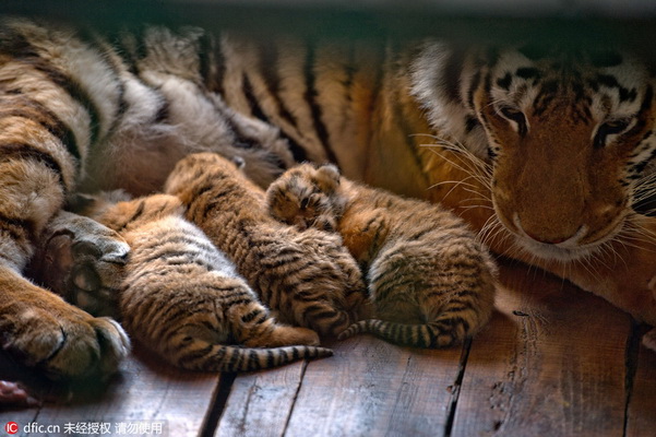 13 petits en trois ans ! Une tigresse de Sibérie d'un parc de Shenyang devient une ? Mère héro?que ?