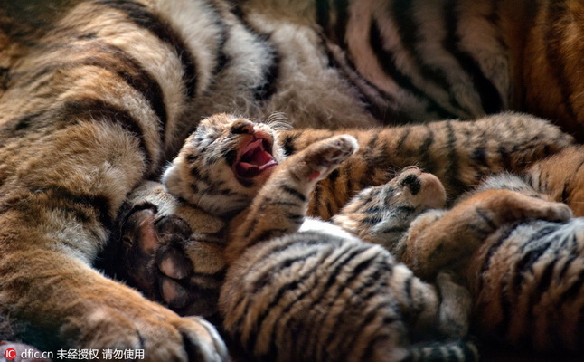 13 petits en trois ans ! Une tigresse de Sibérie d'un parc de Shenyang devient une ? Mère héro?que ?