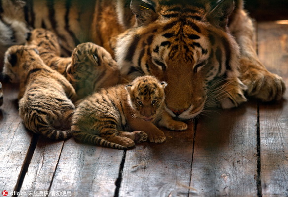 13 petits en trois ans ! Une tigresse de Sibérie d'un parc de Shenyang devient une ? Mère héro?que ?