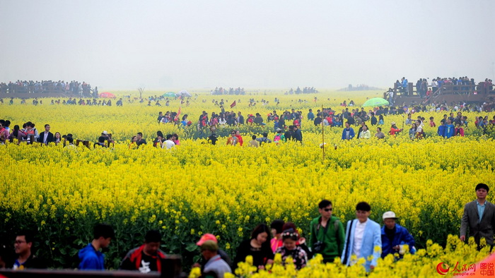 Festival des fleurs de colza à Jiangsu