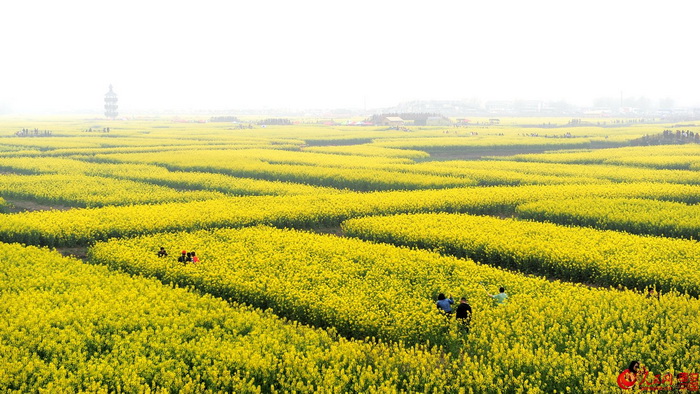 Festival des fleurs de colza à Jiangsu