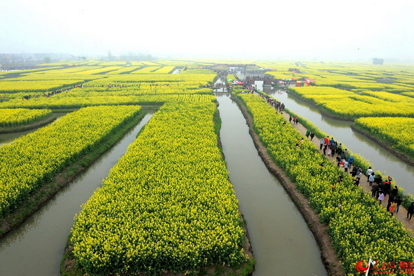 Festival des fleurs de colza à Jiangsu