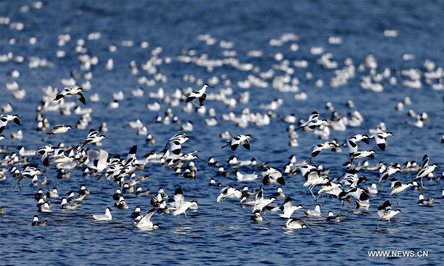 Chine : oiseaux migrateurs à Qinhuangdao