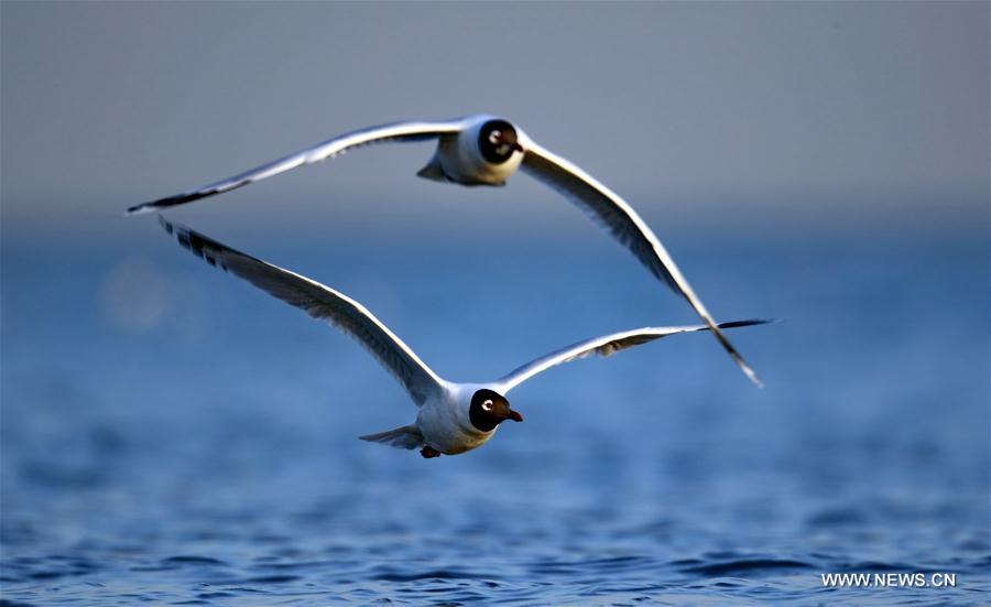 Chine : oiseaux migrateurs à Qinhuangdao