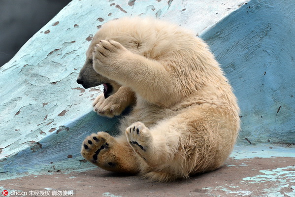 Pratique du yoga par un bébé ours polaire