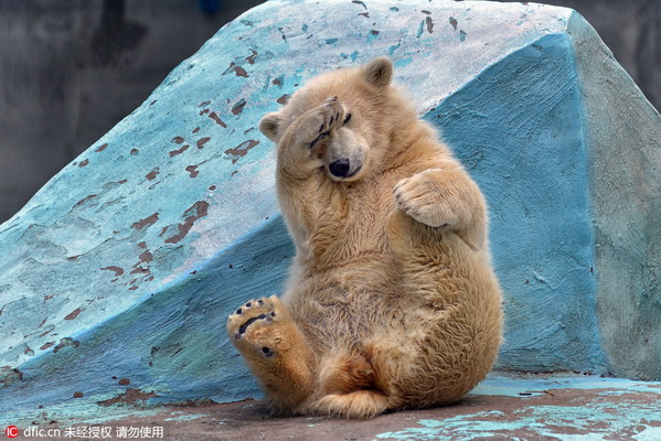 Pratique du yoga par un bébé ours polaire