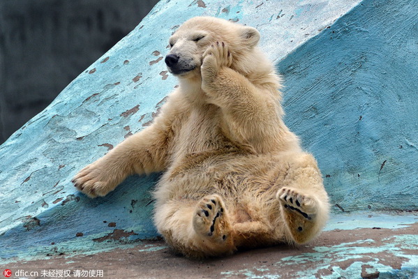 Pratique du yoga par un bébé ours polaire