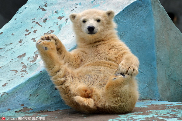 Pratique du yoga par un bébé ours polaire