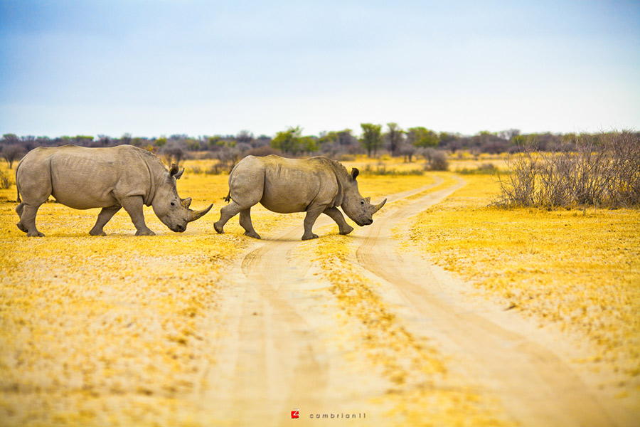 Out of Africa: album photo du Botswana