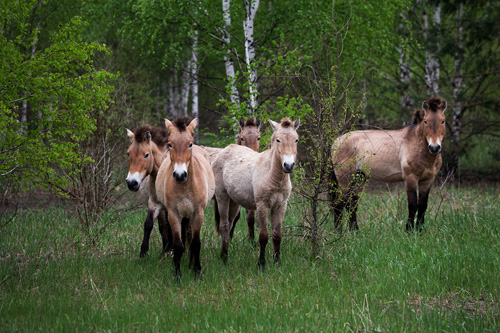 30 ans après la catastrophe nucléaire, Tchernobyl est devenu le paradis des animaux