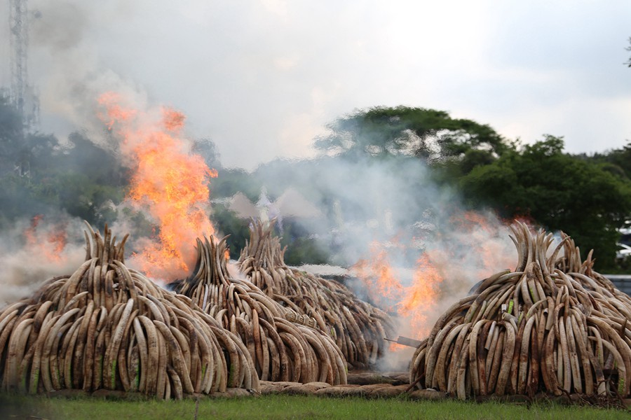 Kenya : lutte contre le commerce illégal d’ivoire