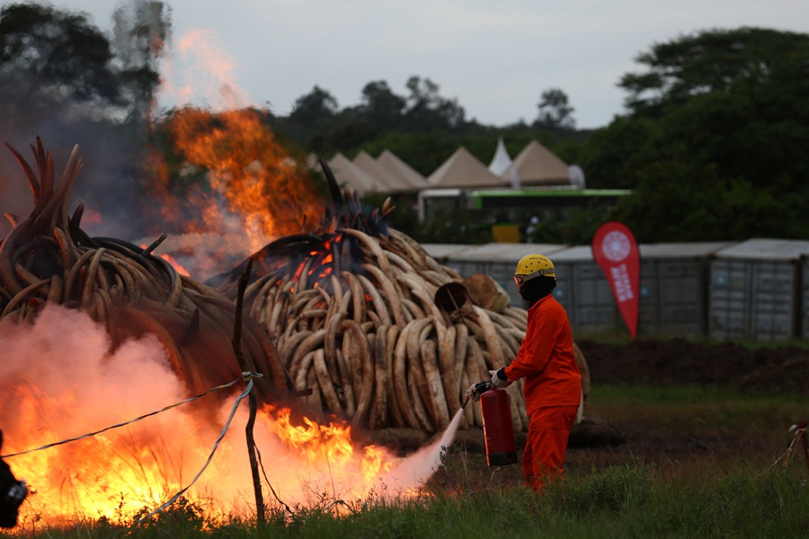 Kenya : lutte contre le commerce illégal d’ivoire