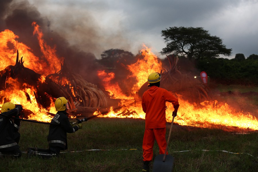 Kenya : lutte contre le commerce illégal d’ivoire