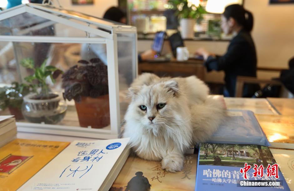 Quelle ambiance ? chat-leureuse ? ! Ici, on peut lire un livre avec un chat sur ses genoux...