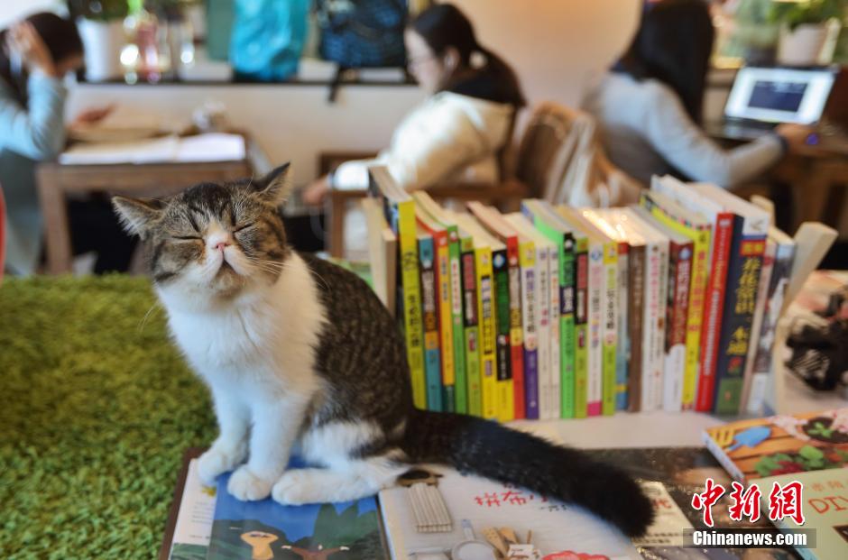 Quelle ambiance ? chat-leureuse ? ! Ici, on peut lire un livre avec un chat sur ses genoux...