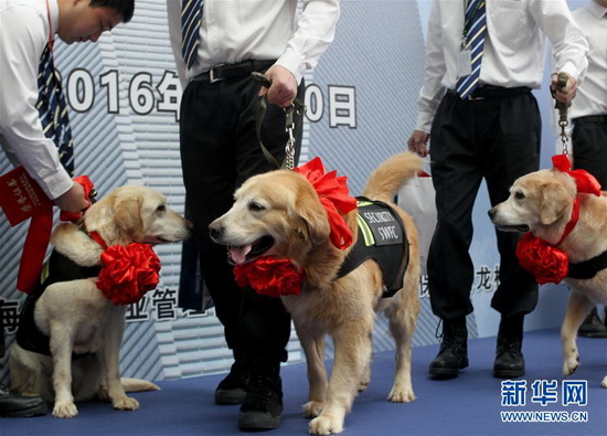 Shanghai : adoption et retraite pour des chiens hors du commun 