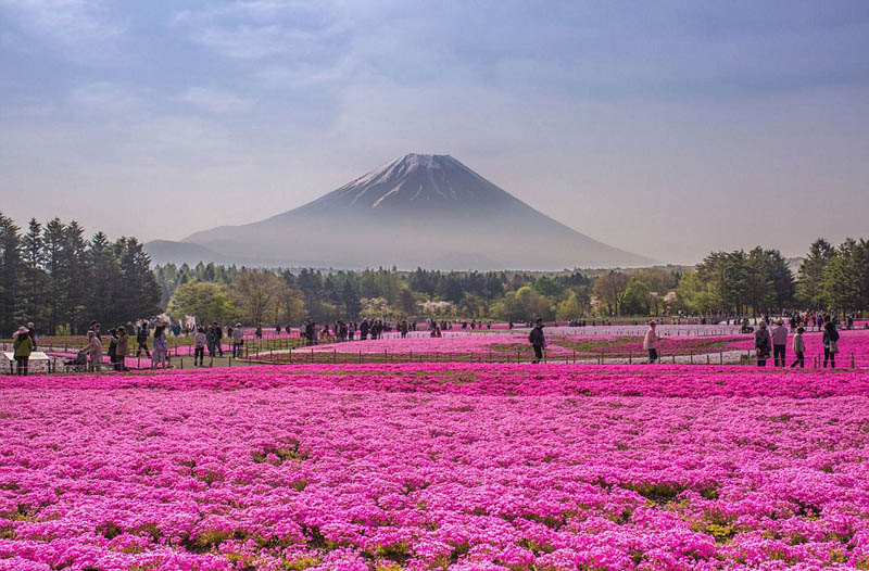 Un monde de fleurs fantastique sur les collines de l'Hitachi Seaside Park