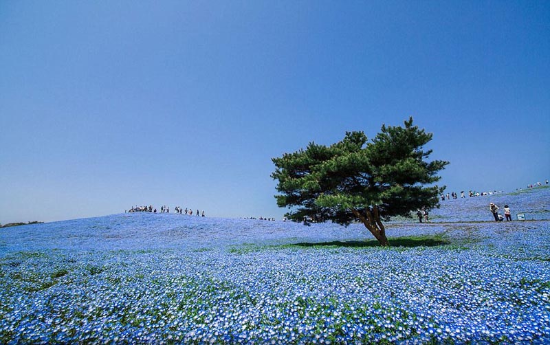 Un monde de fleurs fantastique sur les collines de l'Hitachi Seaside Park