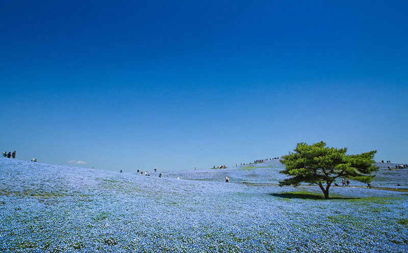 Un monde de fleurs fantastique sur les collines de l'Hitachi Seaside Park