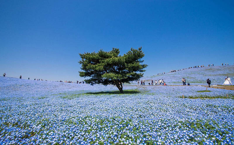 Un monde de fleurs fantastique sur les collines de l'Hitachi Seaside Park