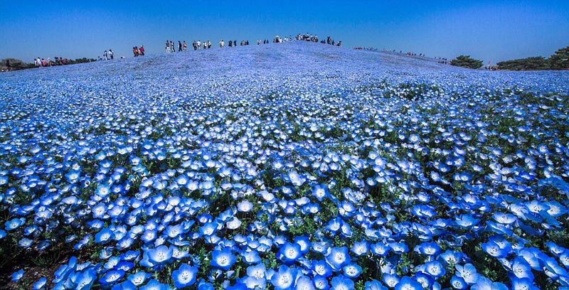 Un monde de fleurs fantastique sur les collines de l'Hitachi Seaside Park